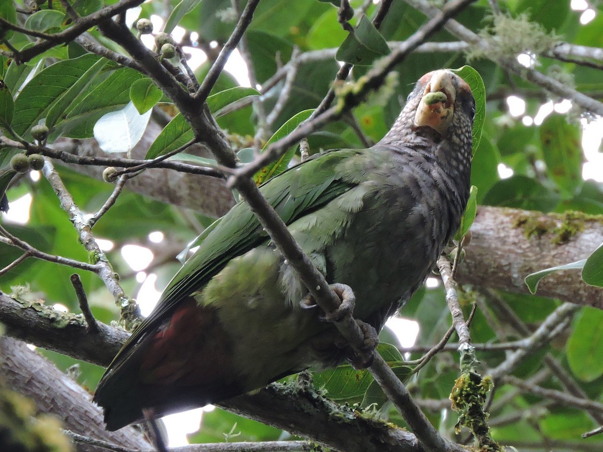 Speckle-faced Parrot - ML117522431