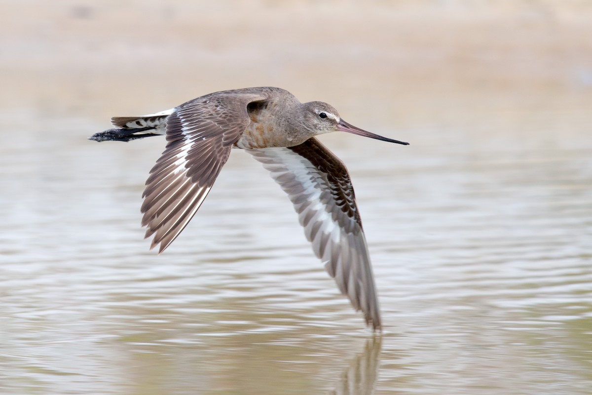 Hudsonian Godwit - Melissa James