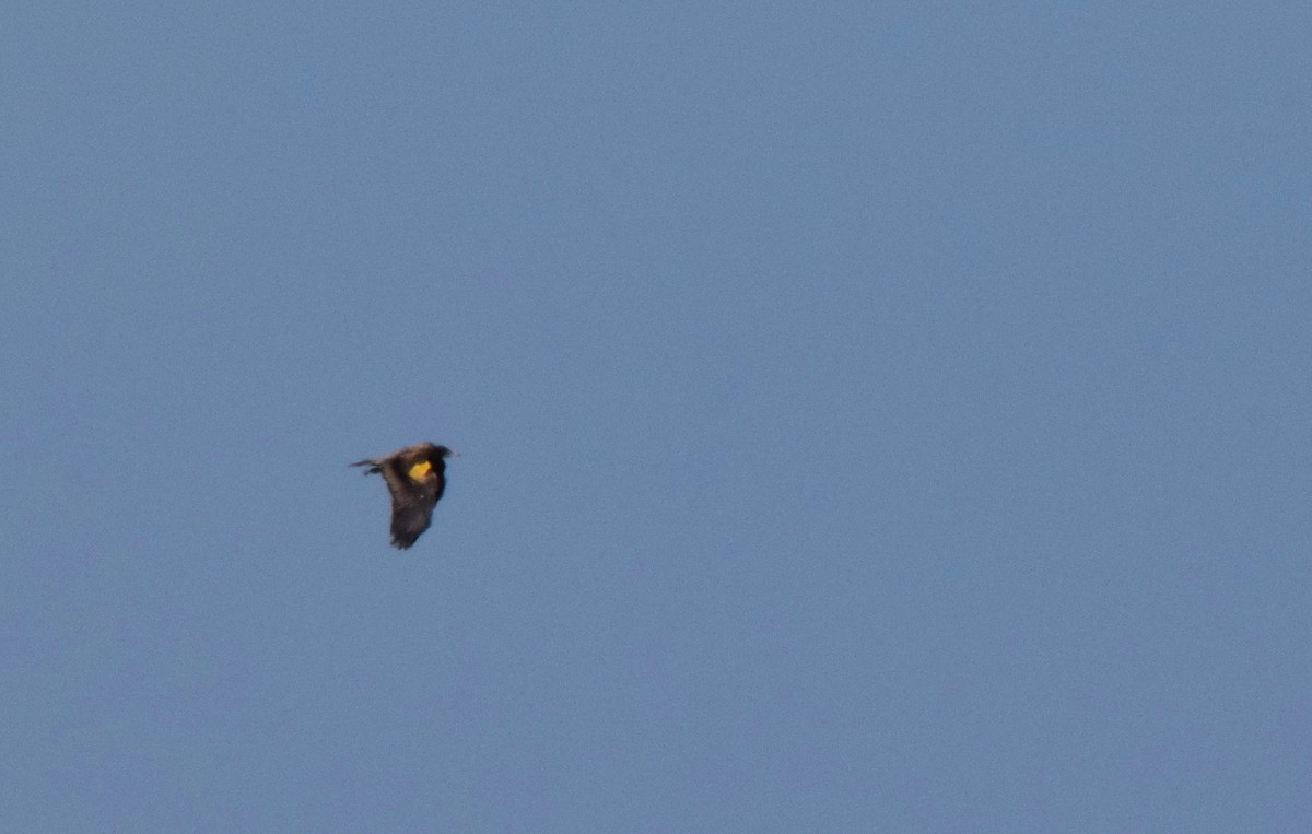 Egyptian Vulture - Luís Santos