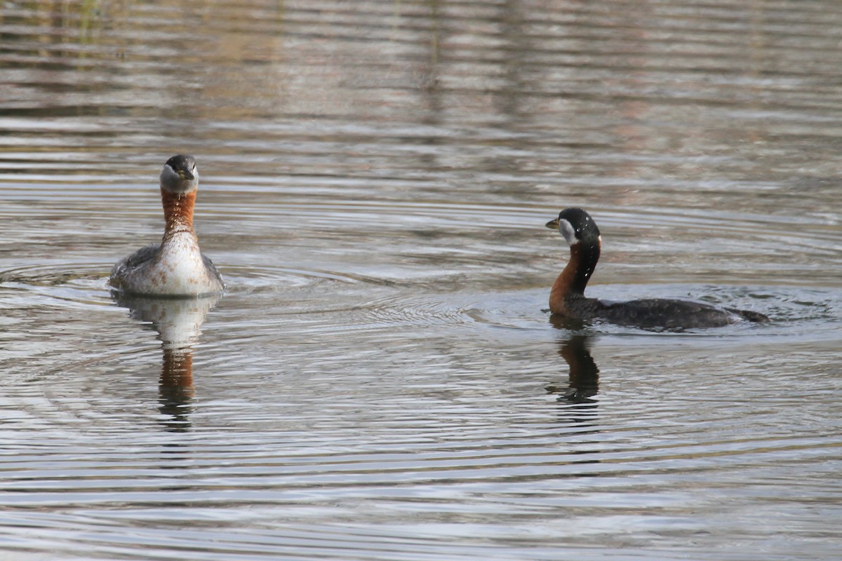 Red-necked Grebe - ML117527771