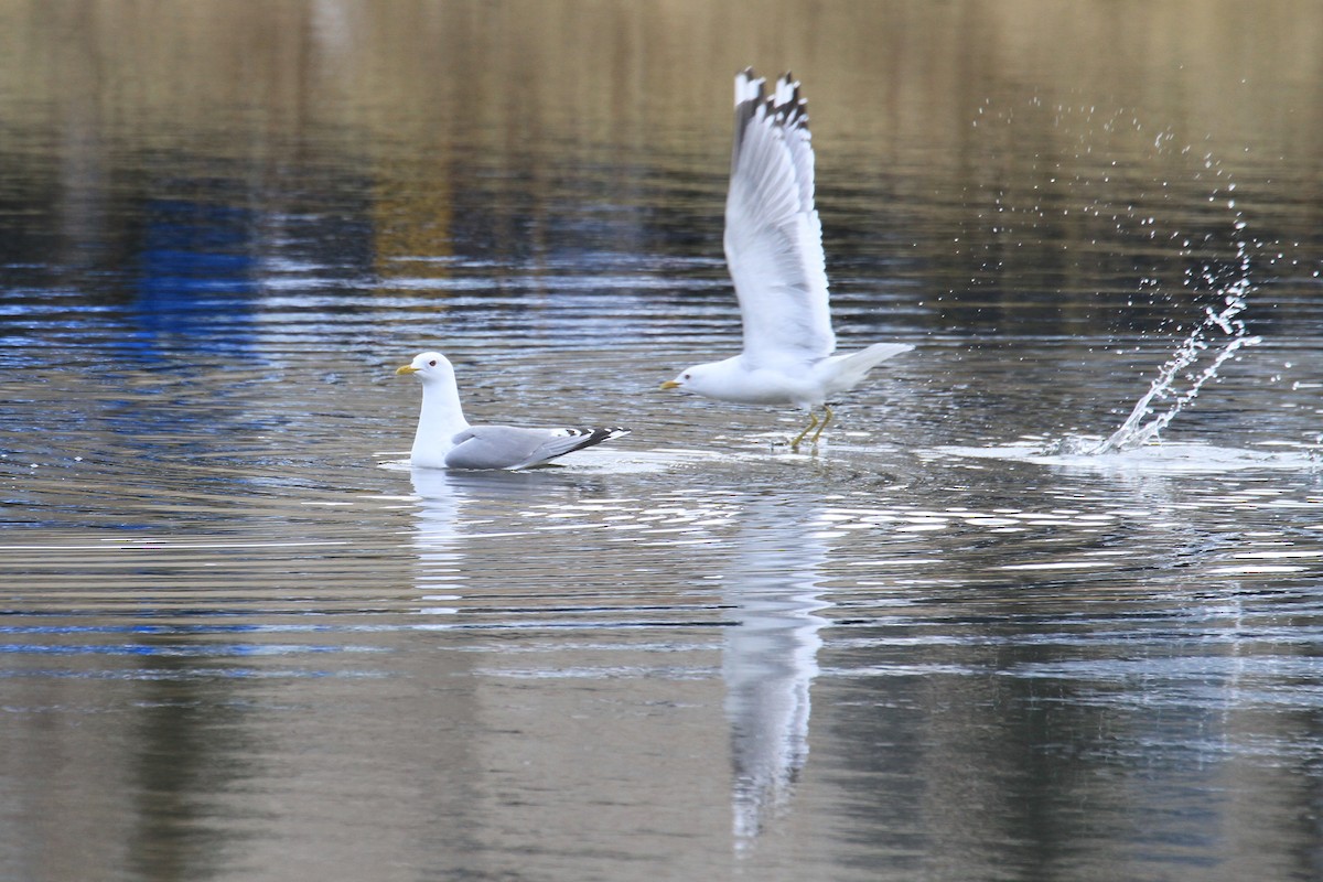 Short-billed Gull - ML117528061