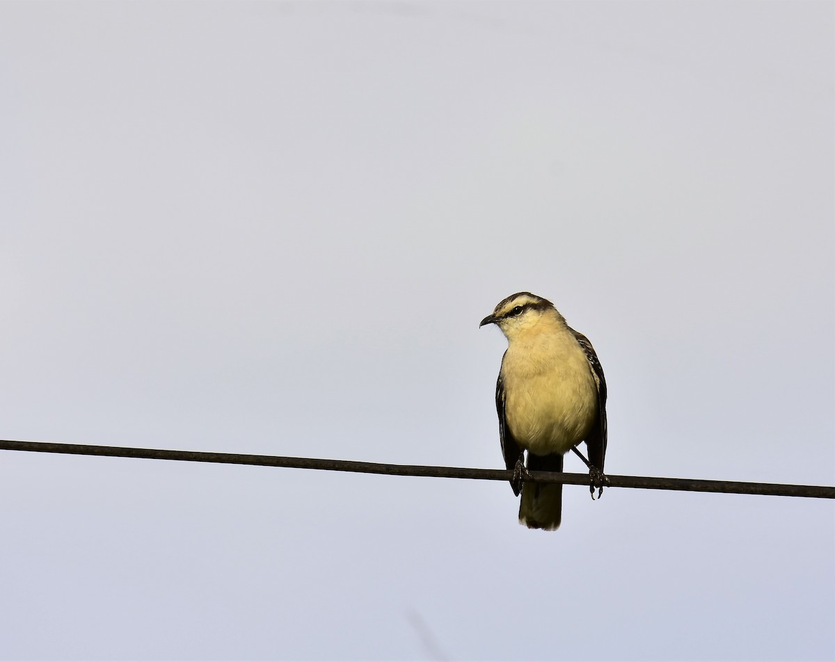 Camposspottdrossel - ML117528231
