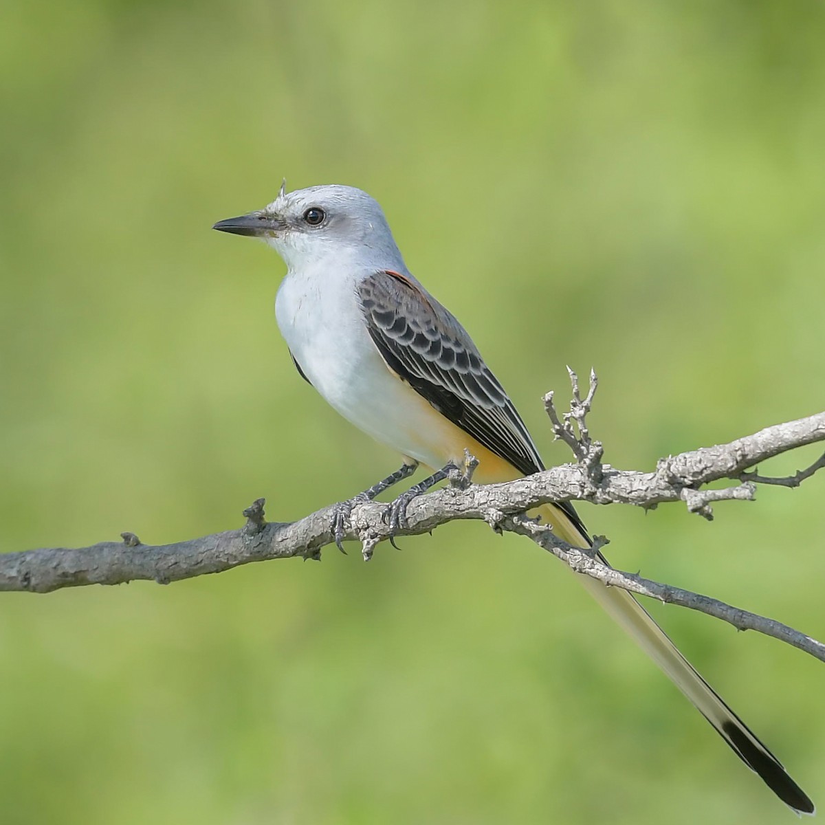 Scissor-tailed Flycatcher - Mike Stewart