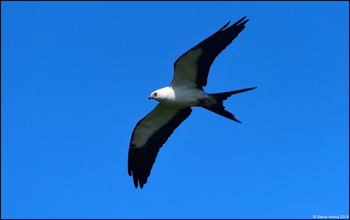 Swallow-tailed Kite - ML117534951