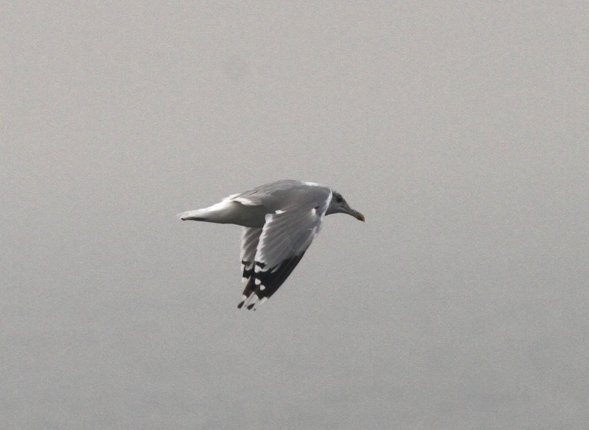 Herring Gull - Michael Harvey