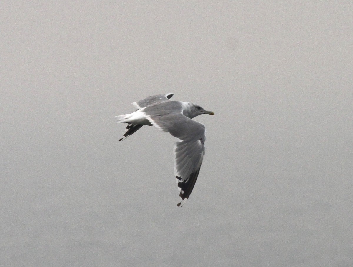 Gaviota Argéntea - ML117536201