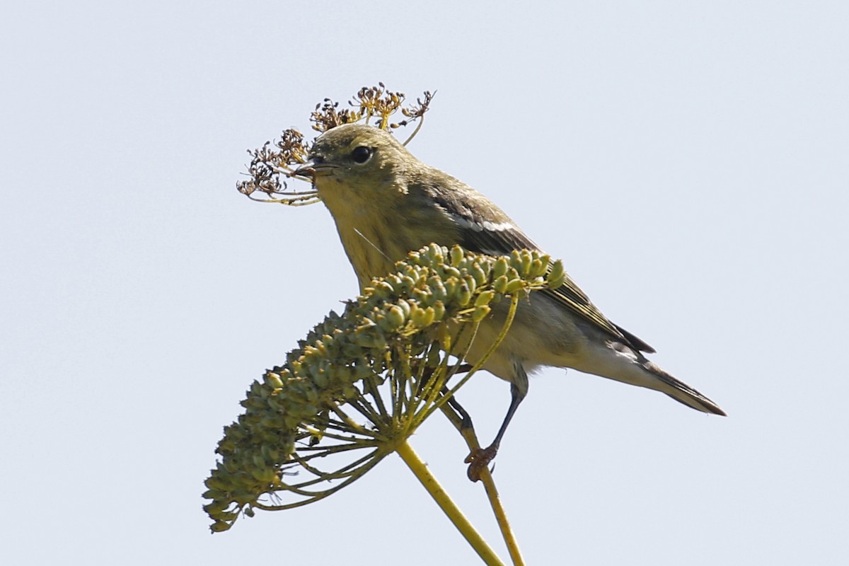 Blackpoll Warbler - Donna Pomeroy