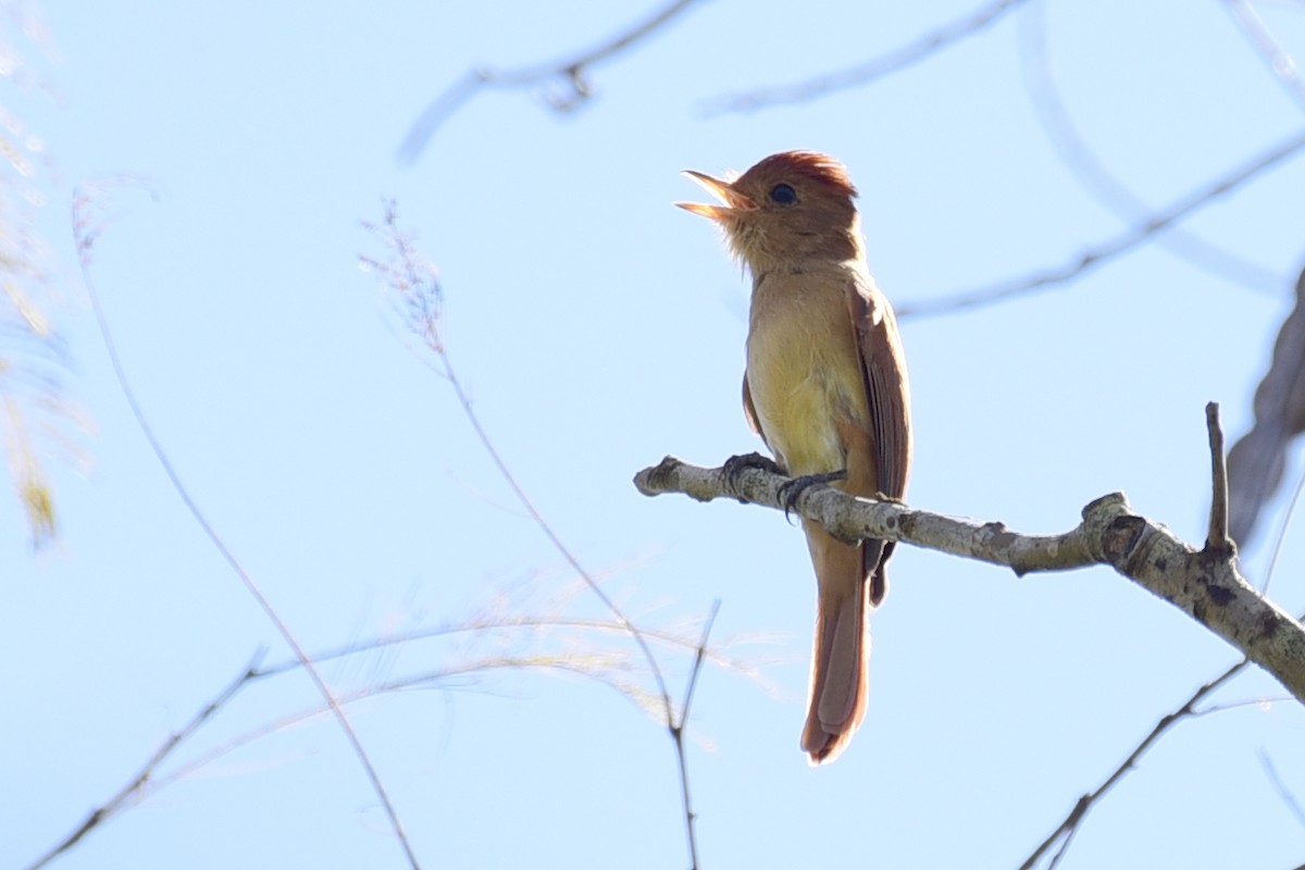 Rufous Casiornis - ML117538201