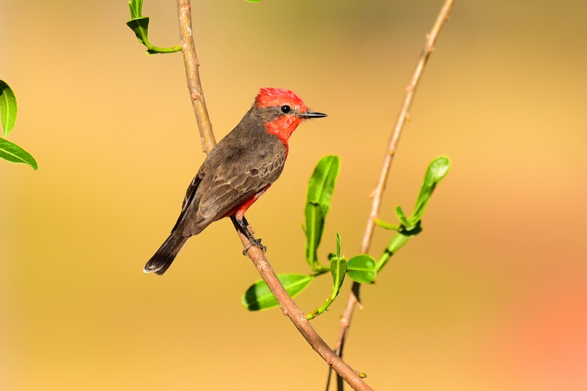 Vermilion Flycatcher - ML117538711