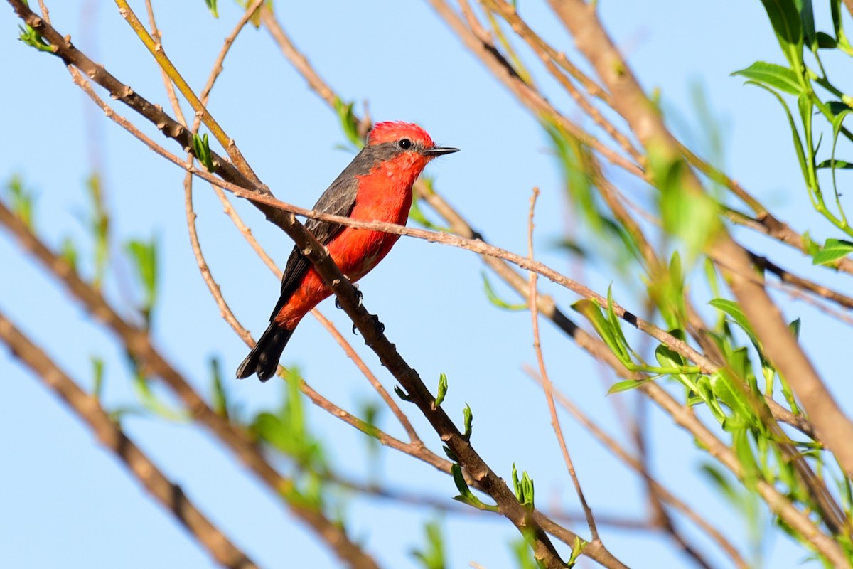 Vermilion Flycatcher - ML117538721