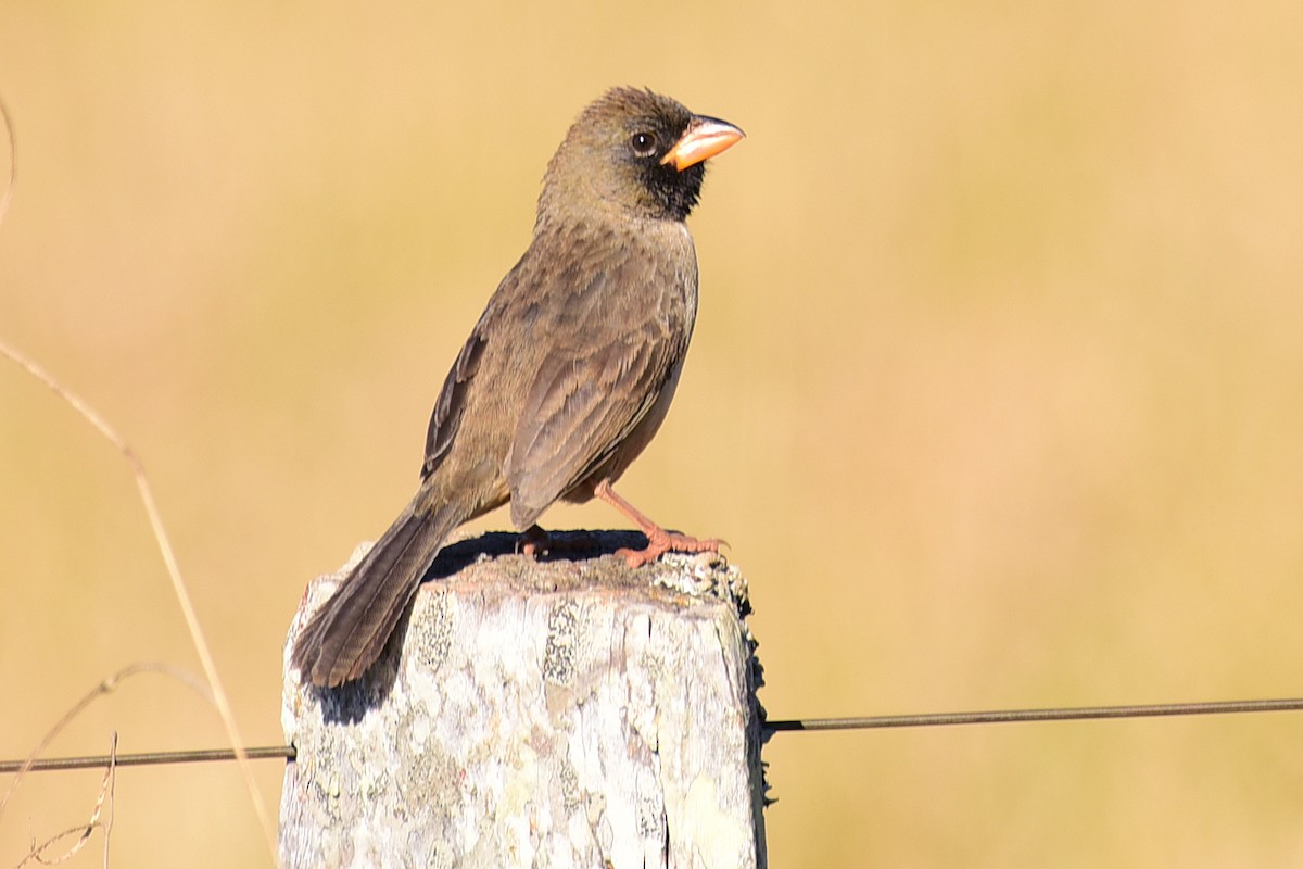 Black-throated Saltator - ML117538851