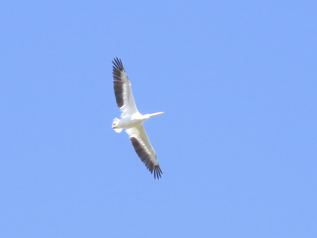 American White Pelican - ML117539131