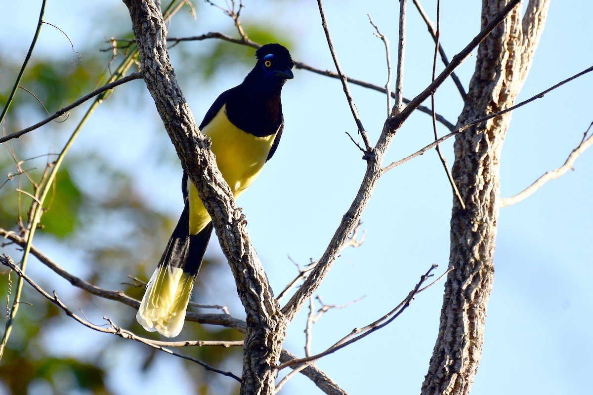 Plush-crested Jay - ML117539271