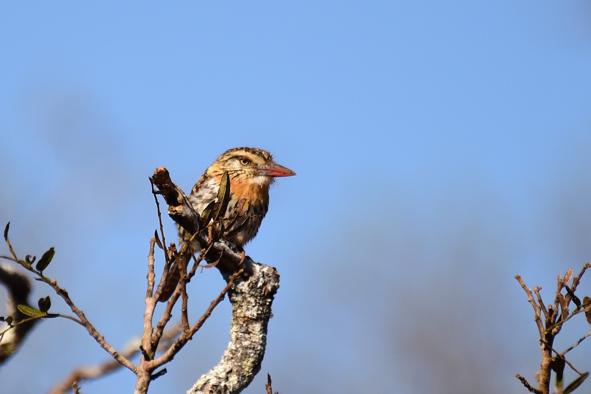 Spot-backed Puffbird (Chaco) - ML117539401