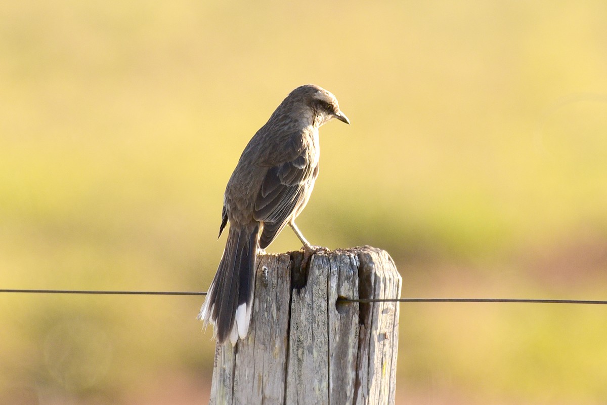 Chalk-browed Mockingbird - ML117539491