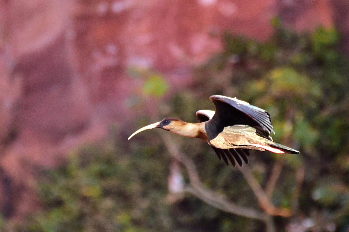 Buff-necked Ibis - ML117539571