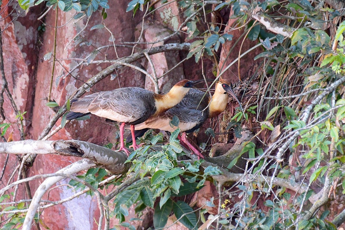 Buff-necked Ibis - ML117539591