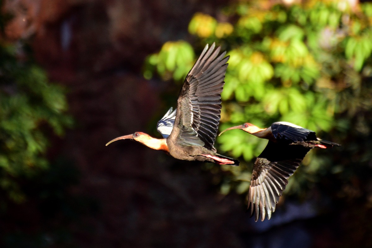 Buff-necked Ibis - ML117539611