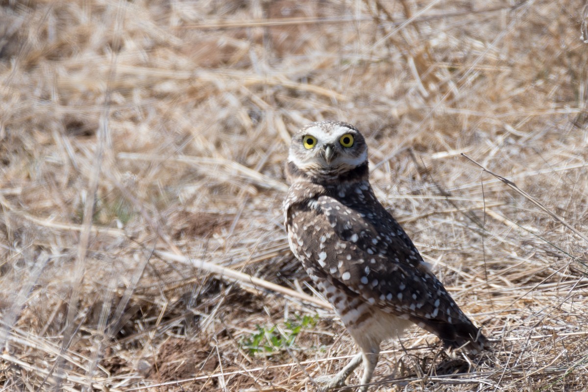 Burrowing Owl - ML117541791