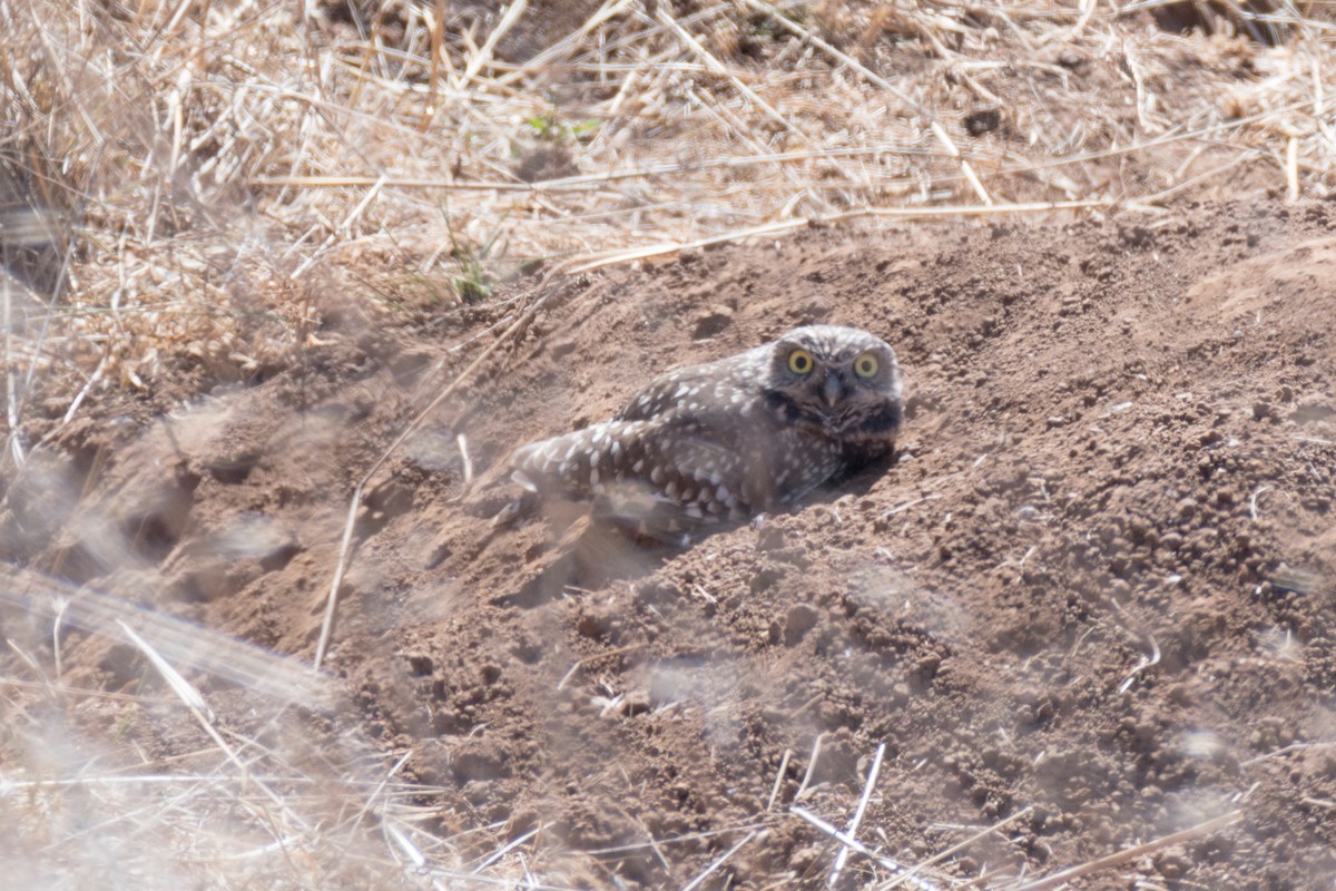 Burrowing Owl - ML117541801