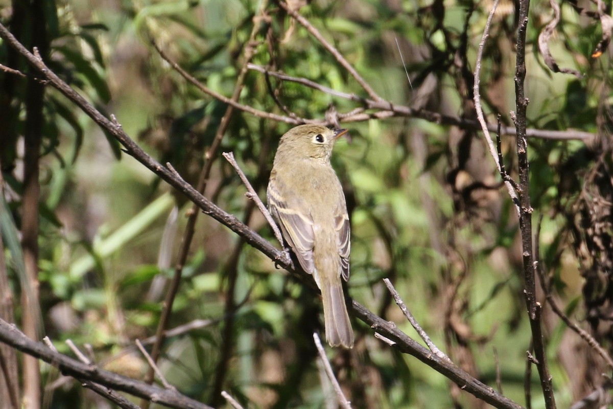 Western Flycatcher (Pacific-slope) - ML117542351