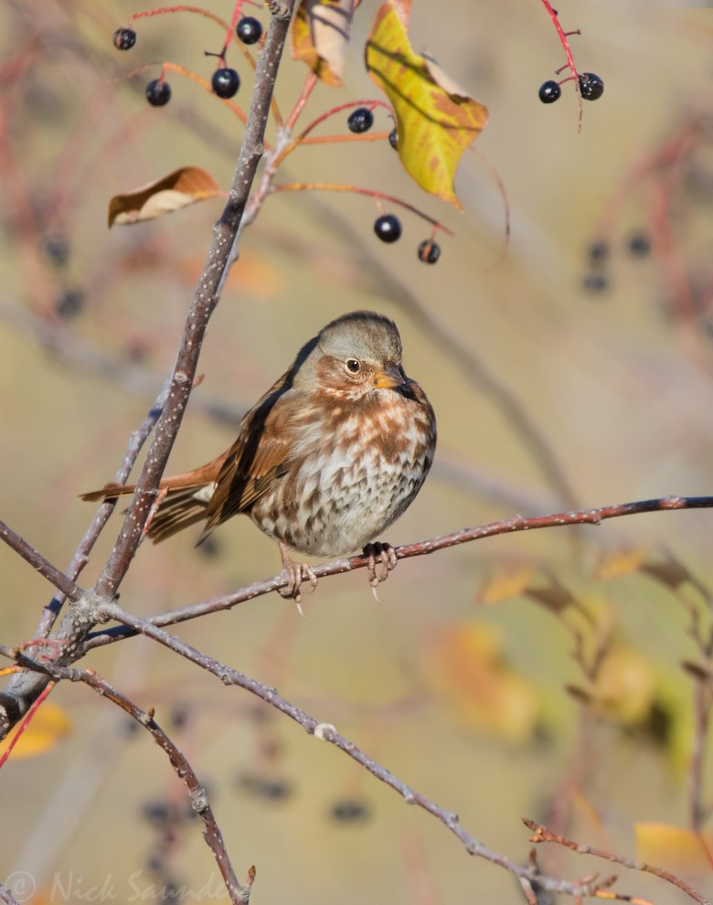 Fox Sparrow - ML117543141