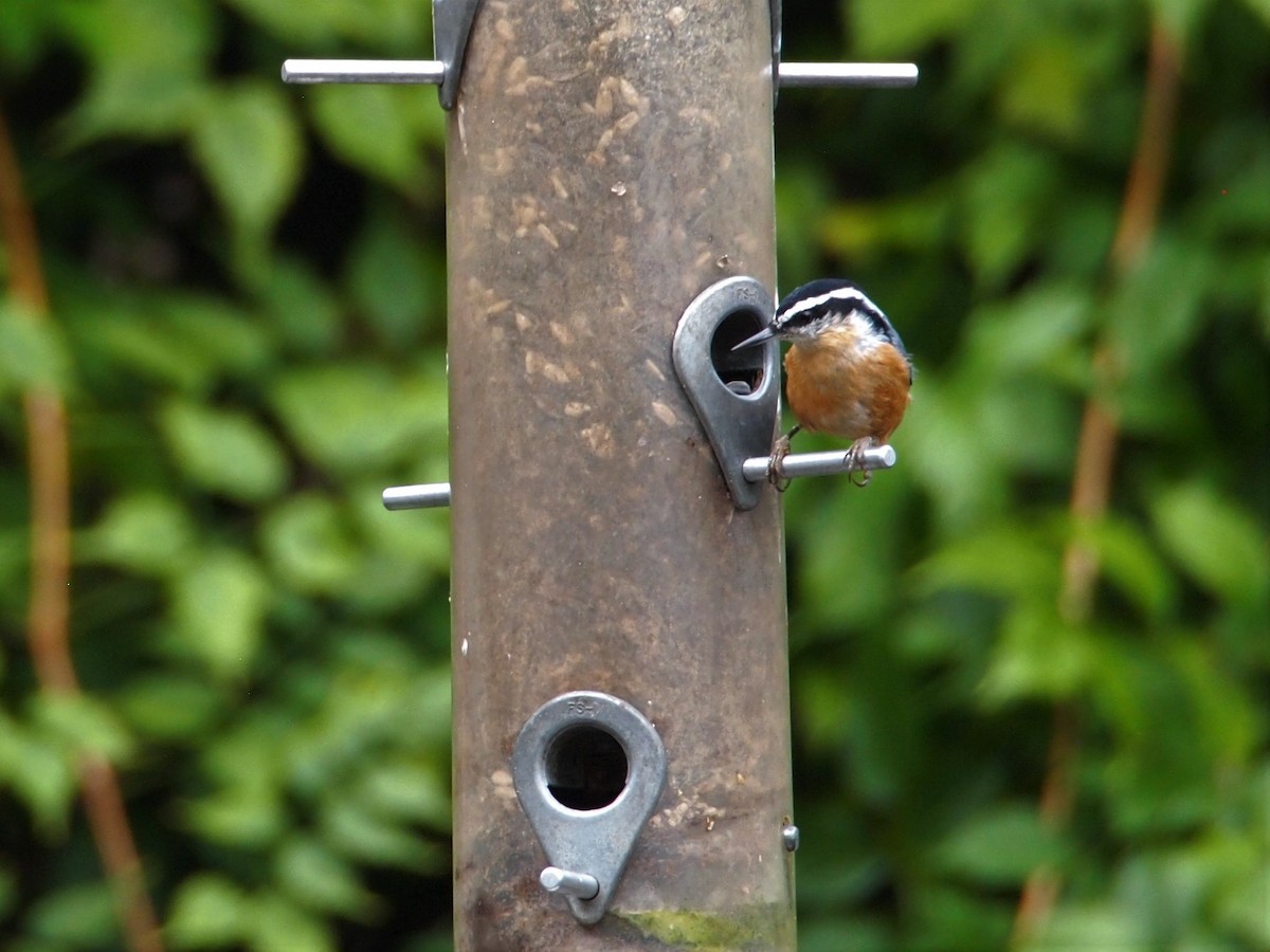 Red-breasted Nuthatch - ML117545261