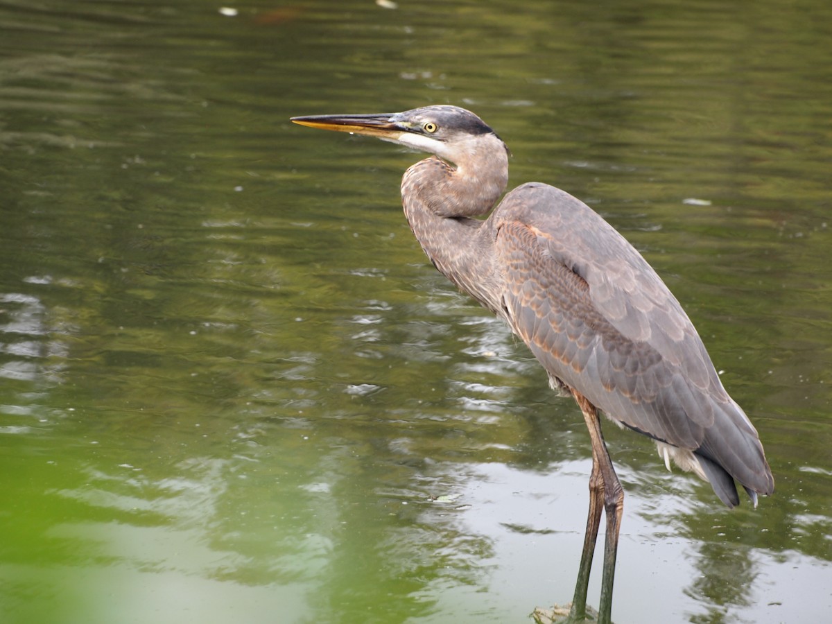 Great Blue Heron - Eric Kubilus