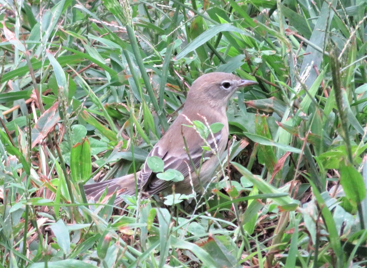 Pine Warbler - ML117546621