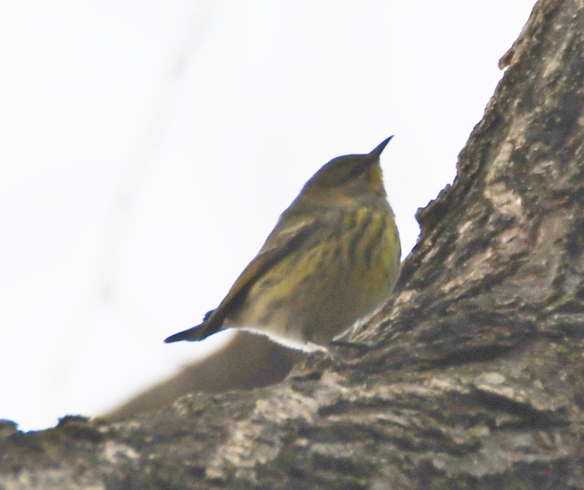 Cape May Warbler - ML117547571