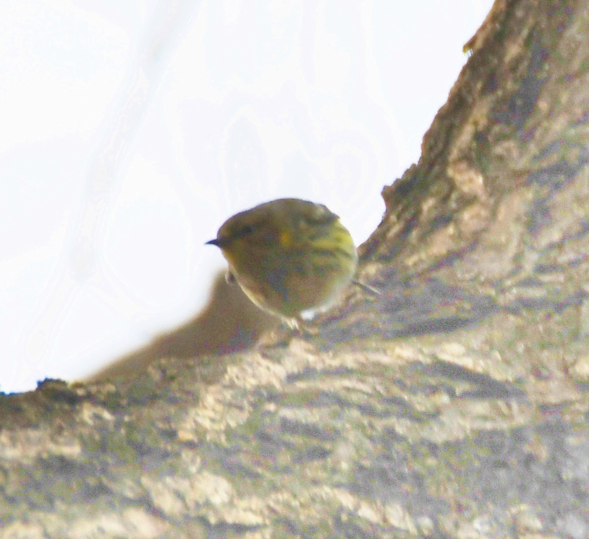 Cape May Warbler - ML117547591