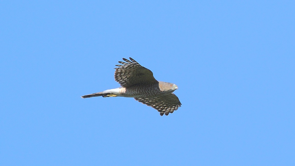 Cooper's Hawk - ML117548461