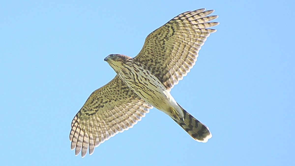 Cooper's Hawk - ML117548471