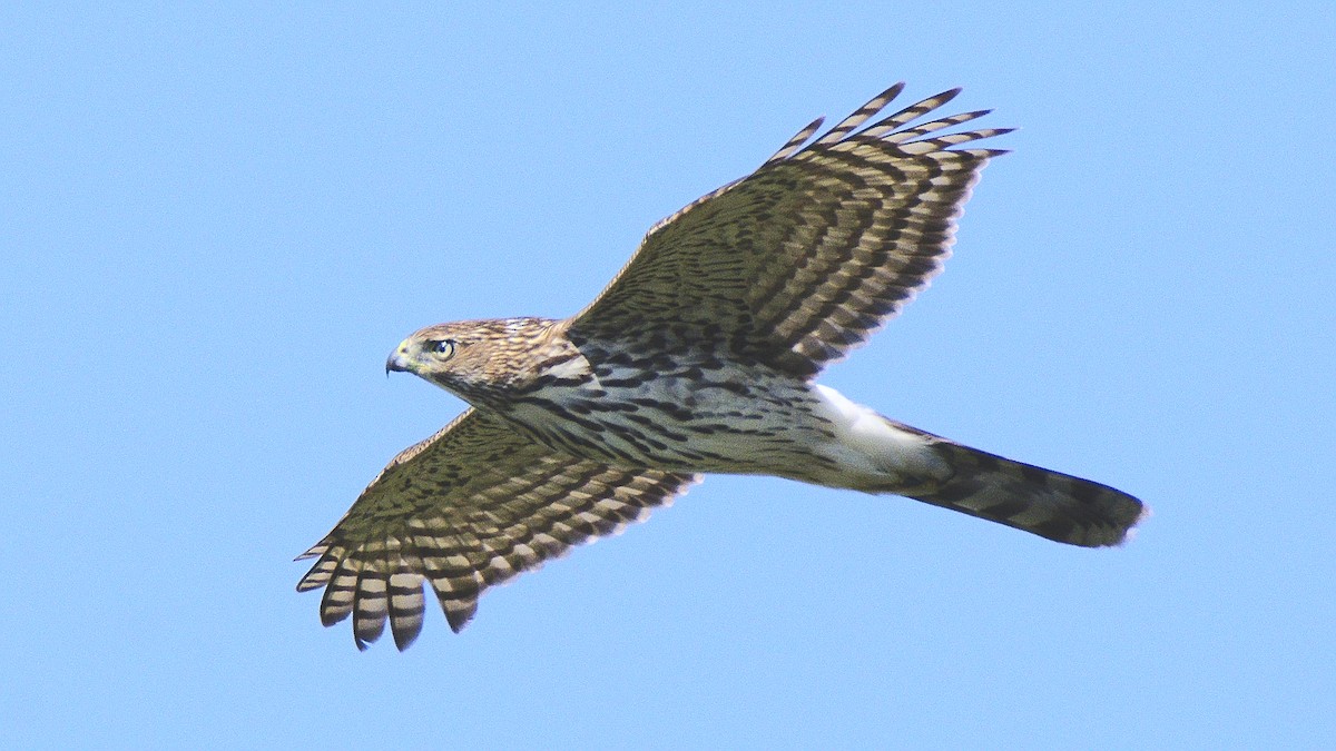 Cooper's Hawk - ML117548531