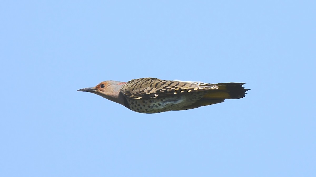 Northern Flicker - ML117548611