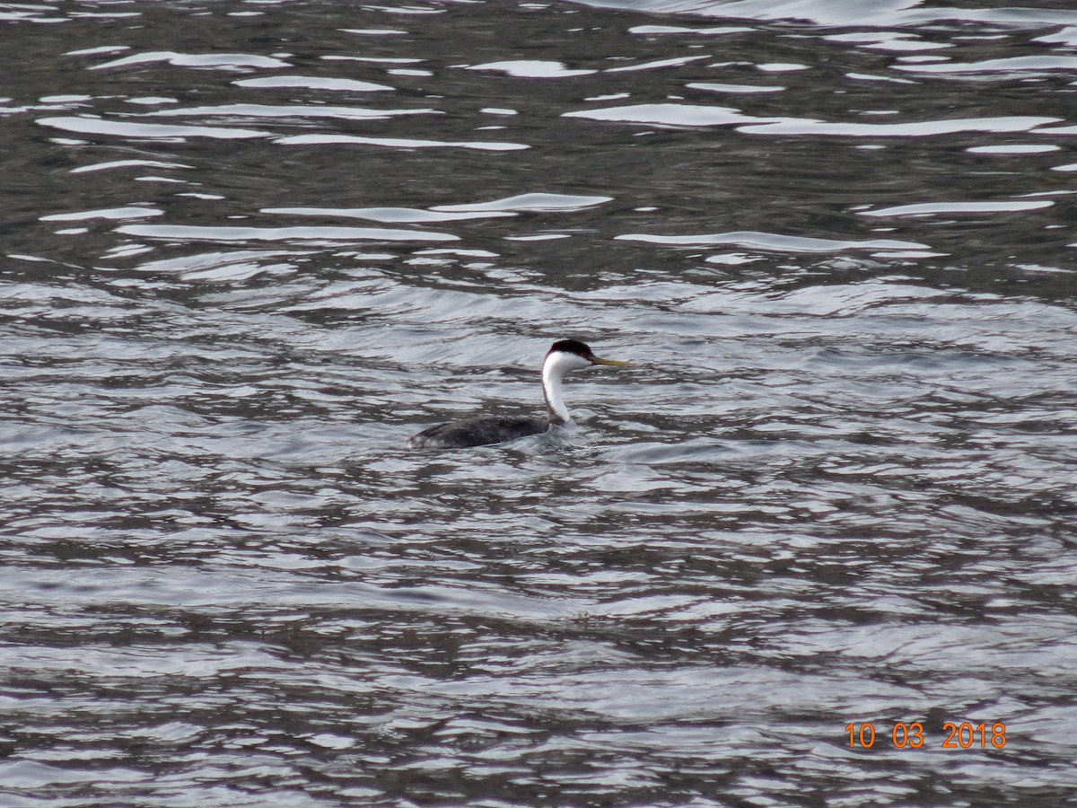 Western Grebe - ML117552251