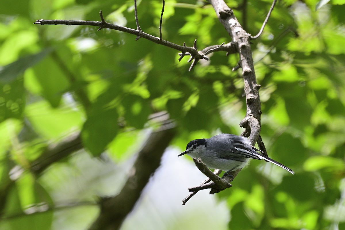 White-lored Gnatcatcher - ML117553261