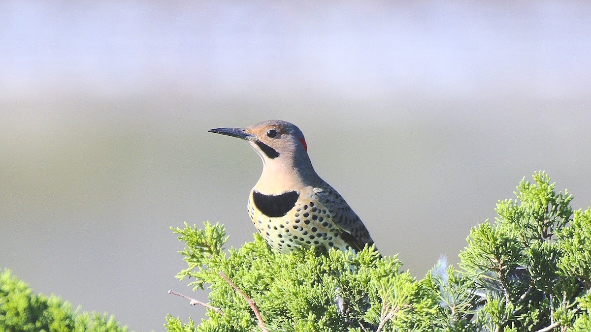 Northern Flicker - ML117554281
