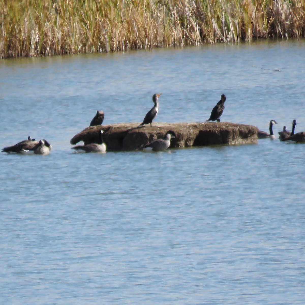 Double-crested Cormorant - ML117554441