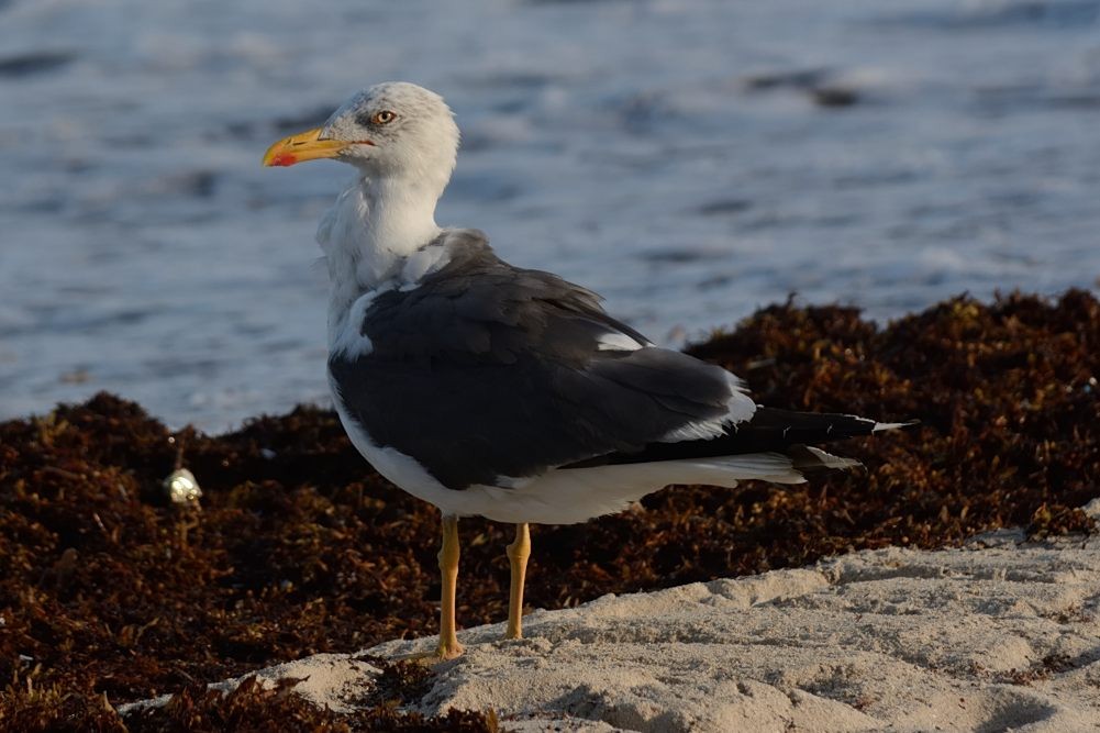Lesser Black-backed Gull - ML117554541