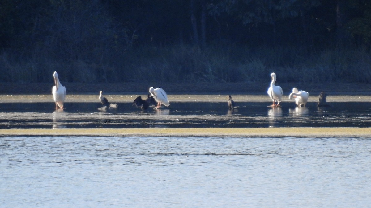 American White Pelican - S. K.  Jones