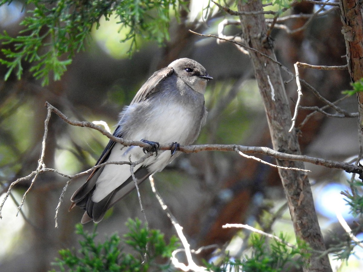 Northern Rough-winged Swallow - S. K.  Jones