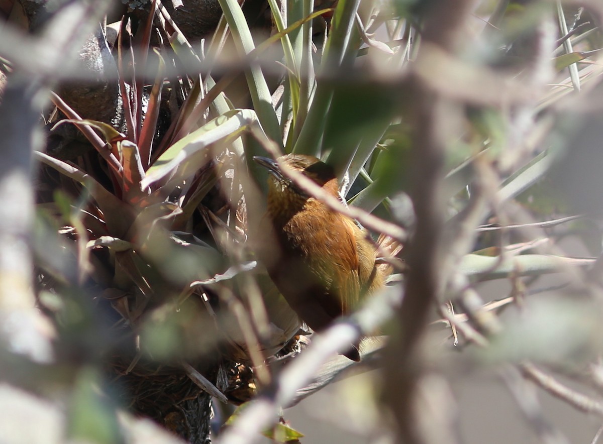 Rufous-necked Foliage-gleaner - ML117558381