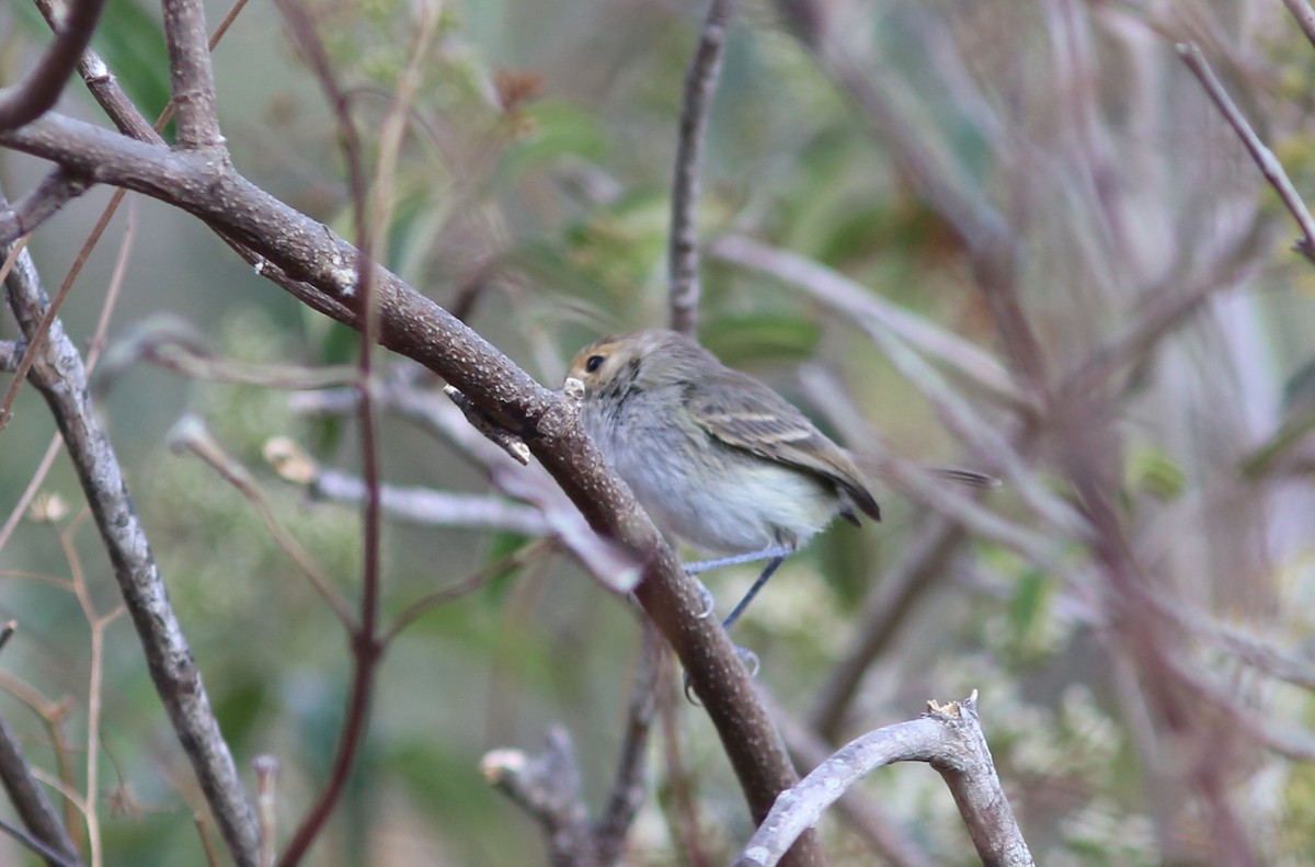 Fulvous-faced Scrub-Tyrant - ML117559721