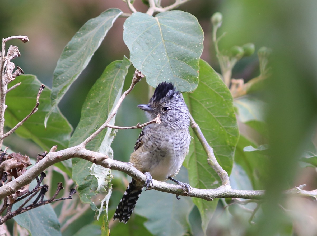 Chapman's Antshrike - ML117559921