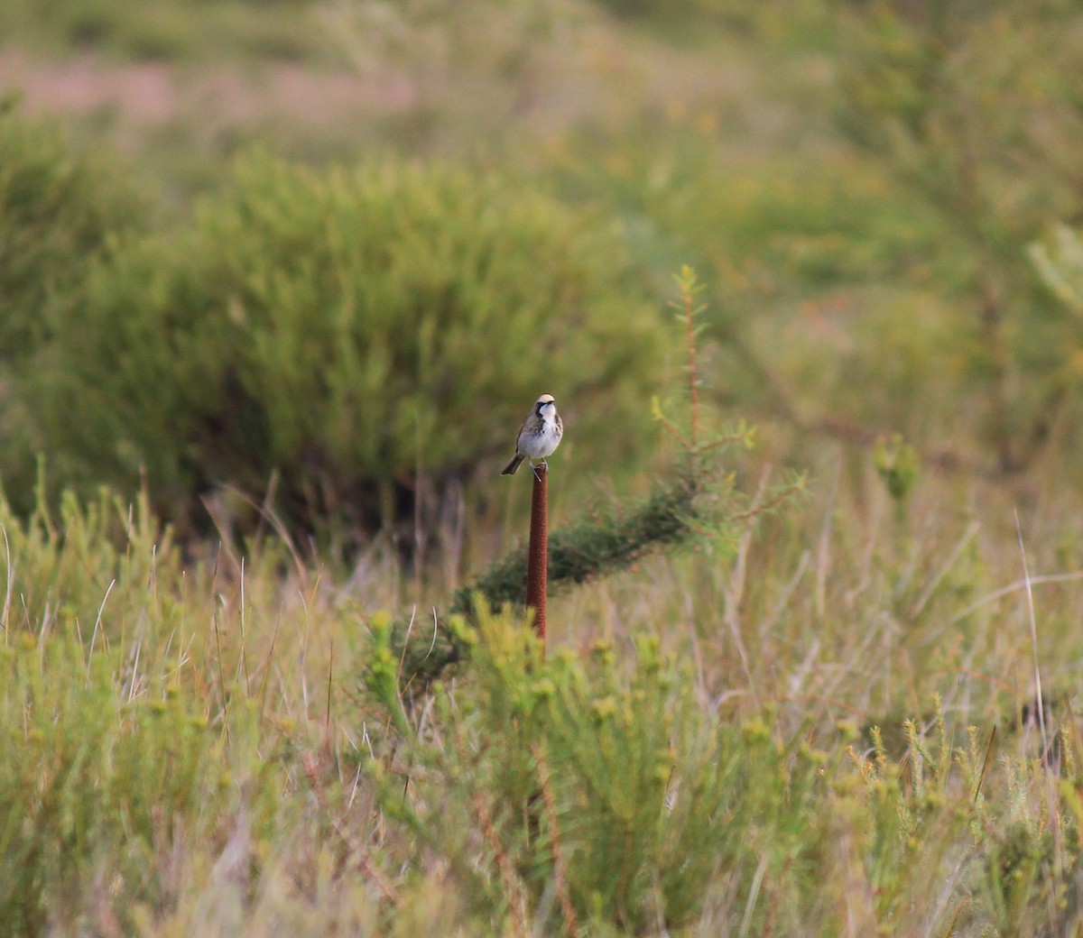 Tawny-crowned Honeyeater - ML117561521