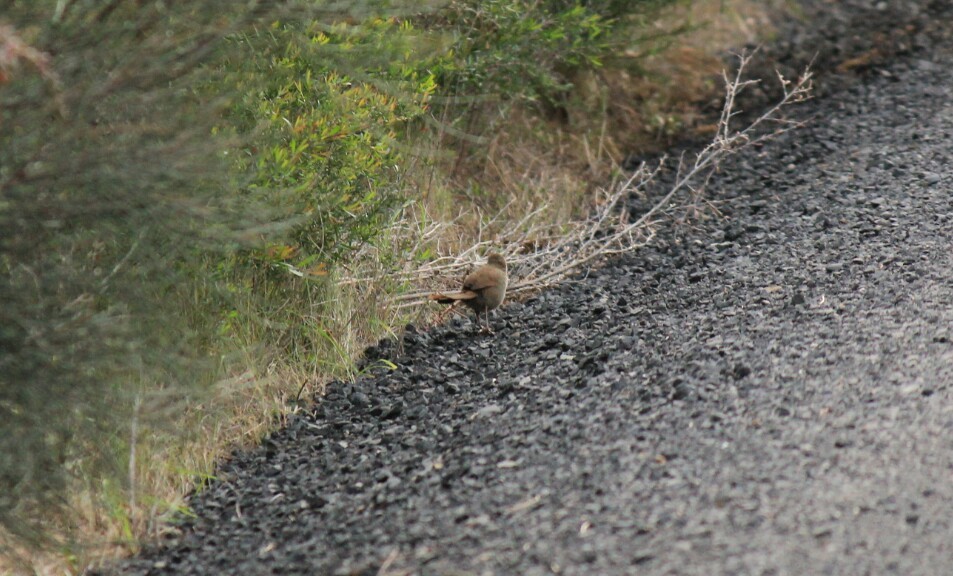 Eastern Bristlebird - ML117562161