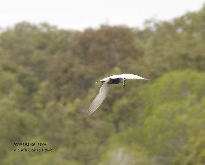 Whiskered Tern - Marie Tarrant