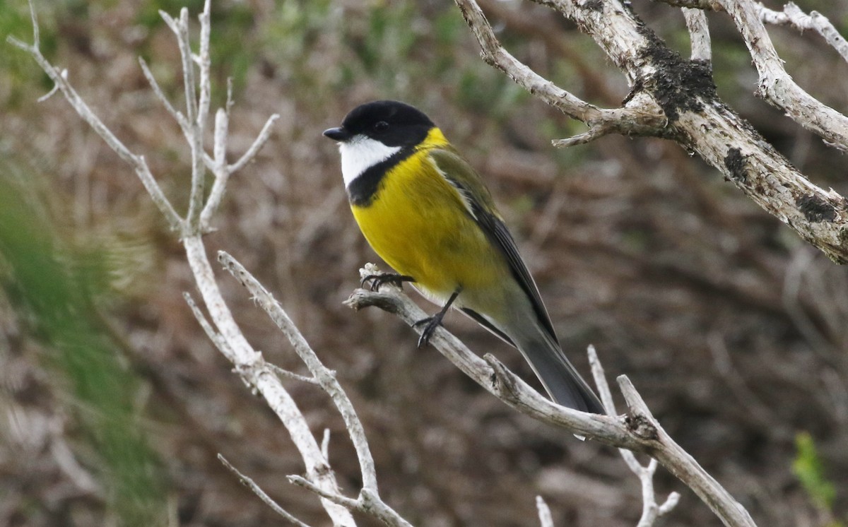 Golden Whistler - James Bailey 🐦