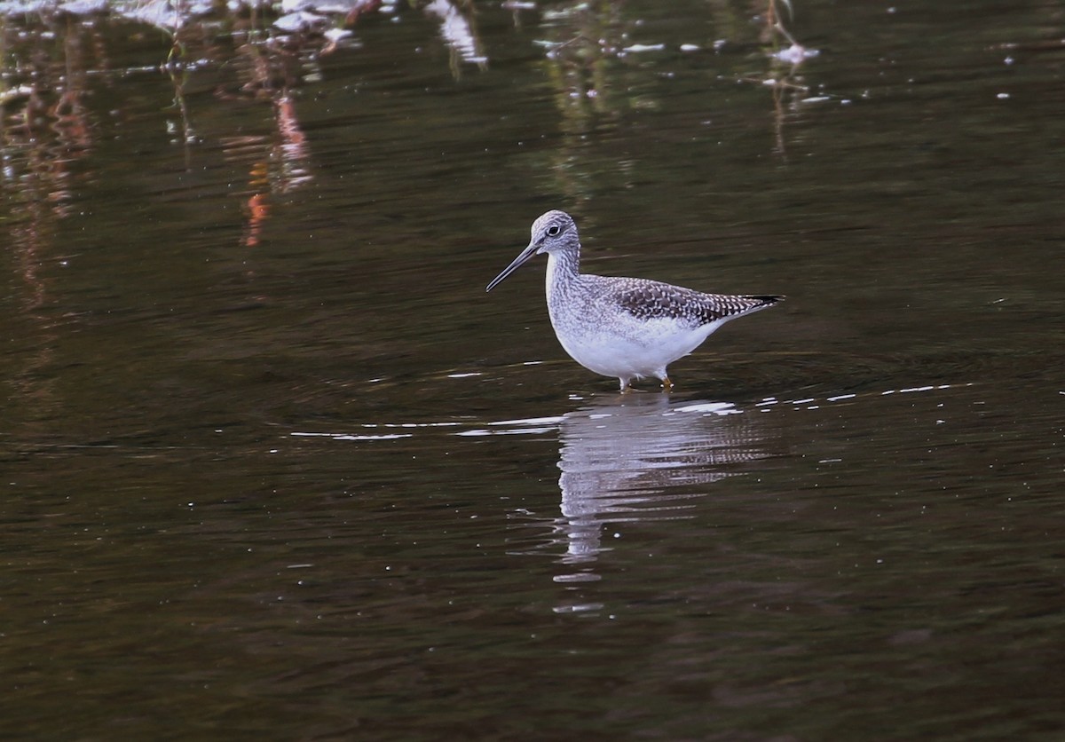 Greater Yellowlegs - ML117565891